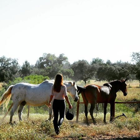 Quinta Da Saudade Ξενοδοχείο Ponte de Sor Εξωτερικό φωτογραφία