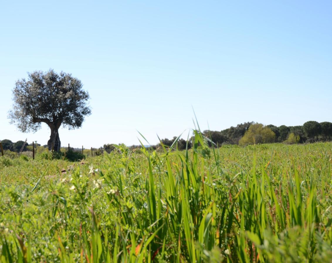 Quinta Da Saudade Ξενοδοχείο Ponte de Sor Εξωτερικό φωτογραφία