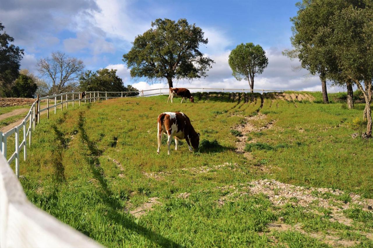 Quinta Da Saudade Ξενοδοχείο Ponte de Sor Εξωτερικό φωτογραφία